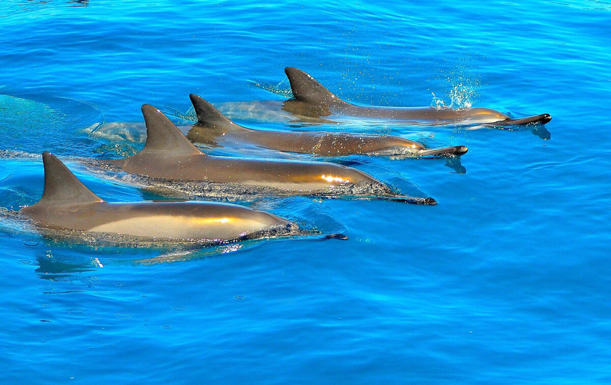 kauai dolphin tour