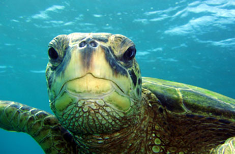 kauai sea turtle snorkeling tour