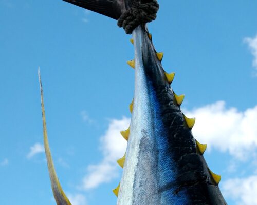 blue dolphin tour kauai