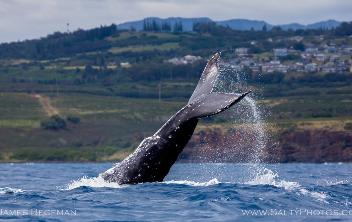 Zodiac Whale Watching & Dolphin Adventure - Kauai Vacation Tours