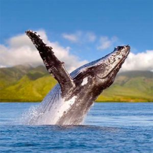 Kauai Whale Watching Discounts